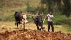 Croissance de l'Afrique: libérer le potentiel du secteur agroalimentaire